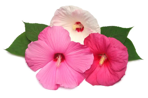 Tre hibiskusröda, vita och rosa färger med blad isolerade på — Stockfoto