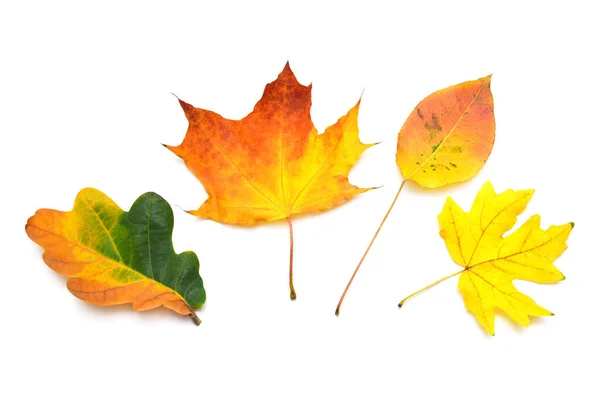 Collectie herfstblad veelkleurige esdoorn, eik en ander isolaat — Stockfoto