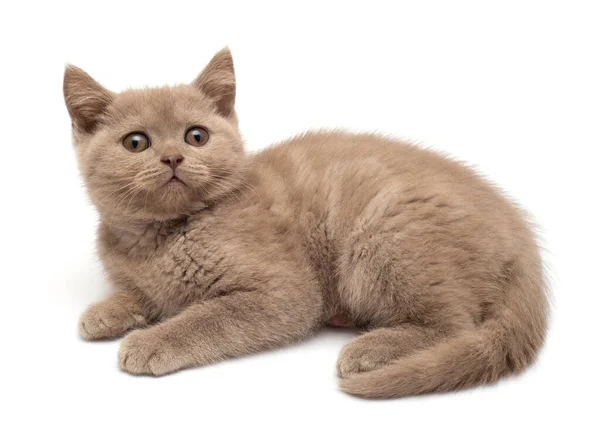 Bella gattina grigia. Gatto britannico, isolato su bac bianco — Foto Stock