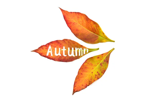 Creative concept yellow and red leaves with the inscription autu — Stock Photo, Image