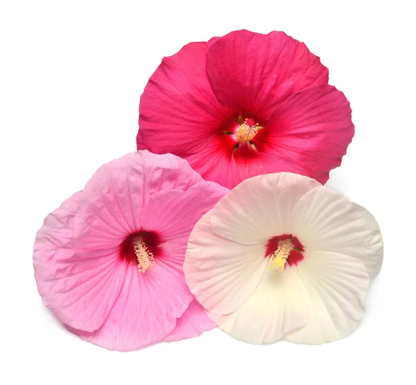 Drie hibiscus rode, witte en roze kleuren geïsoleerd op witte rug — Stockfoto