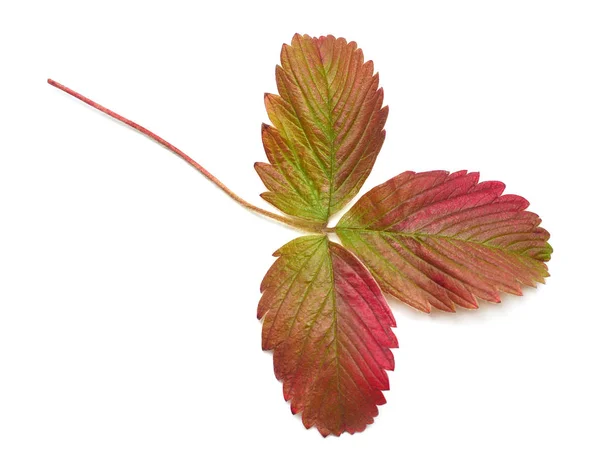 Rotgezahntes Herbstblatt Walderdbeere isoliert auf weißem Backgr — Stockfoto