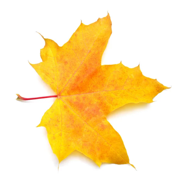 Beyaz arka planda turuncu akçaağaç yaprağı izole edilmiş. Sonbahar, sonbahar — Stok fotoğraf