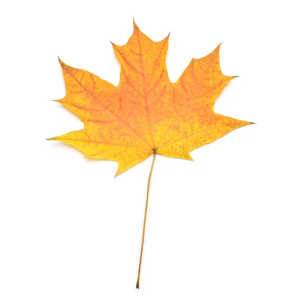 Folha de bordo laranja isolada no fundo branco. Outono, queda — Fotografia de Stock