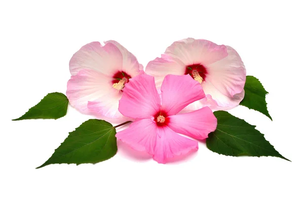 三朵粉红色芙蓉花，叶子与白色b隔离 — 图库照片