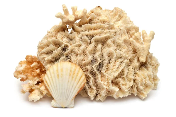 Colección de concha marina y coral aislado sobre fondo blanco. Crea — Foto de Stock