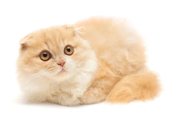 Beautiful red-haired kitten posing lying isolated on white backg — Stock Photo, Image