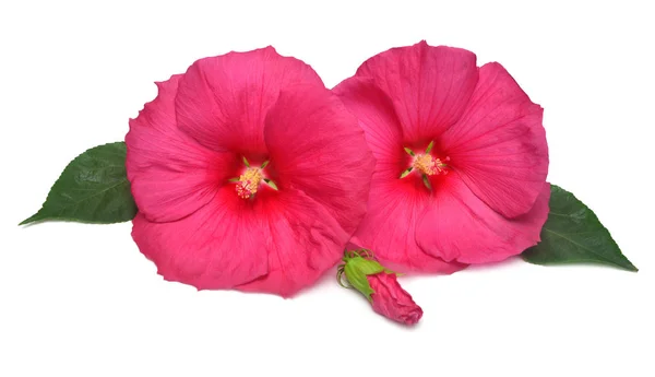 Två rosa huvud hibiskus blomma med knopp och blad isolerade på wh — Stockfoto