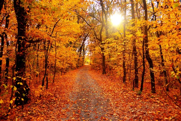 Foresta paesaggio autunnale. Alberi gialli e strada con sole — Foto Stock