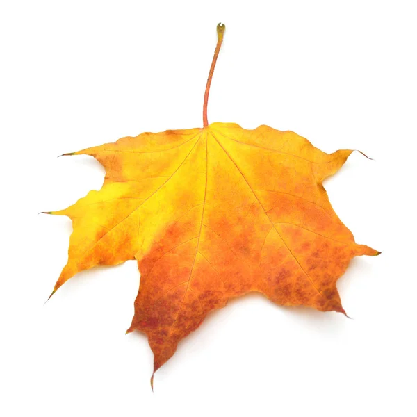 Orange and yellow maple leaf isolated on white background. Autum — Stock Photo, Image