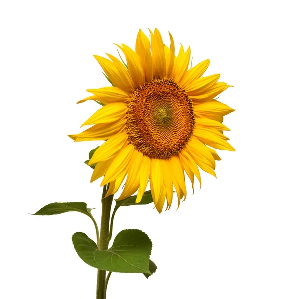 Cabeça de girassol isolada sobre fundo branco. Símbolo solar. Flores — Fotografia de Stock