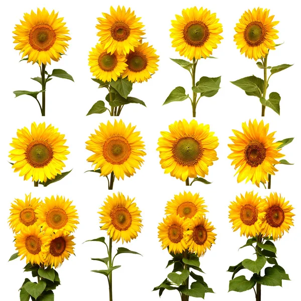 Sonnenblumen Kollektion isoliert auf weißem Hintergrund. Sonnensymbol. — Stockfoto