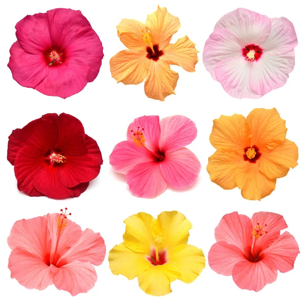 Collection head multicolored hibiscus flowers isolated on white — 스톡 사진