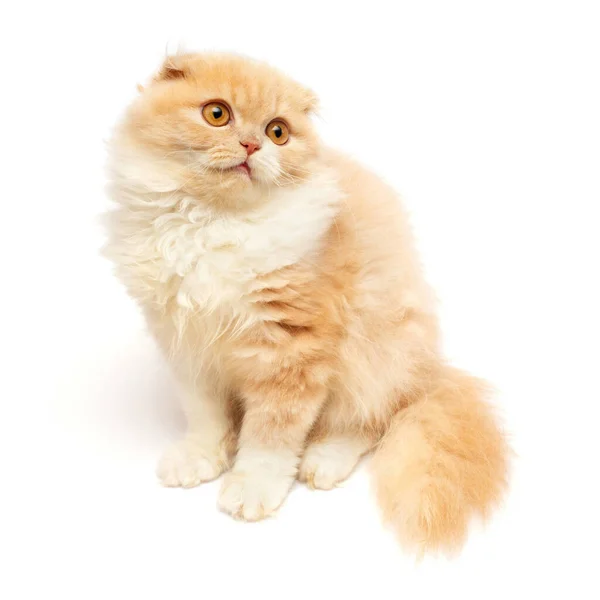 Beautiful red-haired kitten posing sitting isolated on white bac — Stock Photo, Image