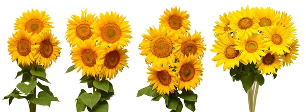 Sonnenblumen Kollektion verschiedene Bouquet isoliert auf weißem Hintergrund — Stockfoto