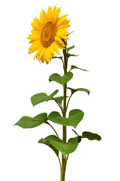 Bunga matahari terisolasi pada latar belakang putih. Simbol matahari. Bunga berteriak. — Stok Foto