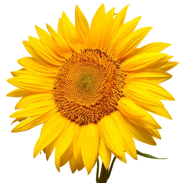 Sonnenblumenkopf isoliert auf weißem Hintergrund. Sonnensymbol. Blumen — Stockfoto