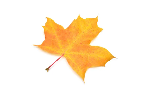 Yellow maple leaf isolated on white background. Autumn, falling — Stock Photo, Image