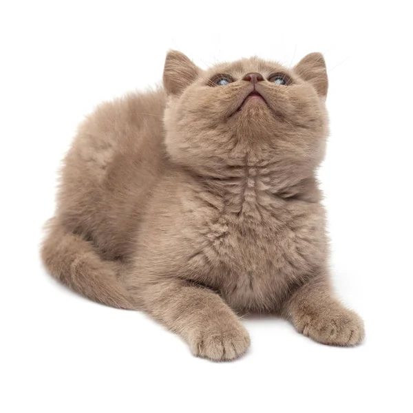 Prachtig grijs klein katje zittend. Britse kat, geïsoleerd op w — Stockfoto