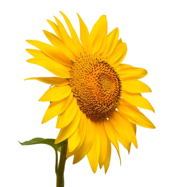 Sunflower head isolated on white background. Sun symbol. Flowers — 스톡 사진