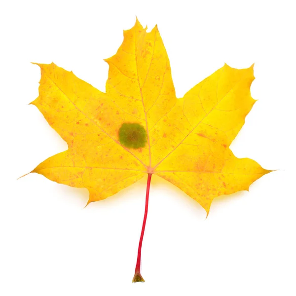 Yellow maple leaf isolated on white background. Autumn, falling — 스톡 사진