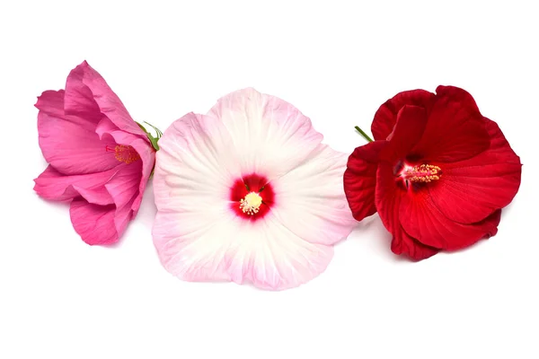 Trzy kolorowe kwiaty hibiskusa izolowane na białym tle — Zdjęcie stockowe
