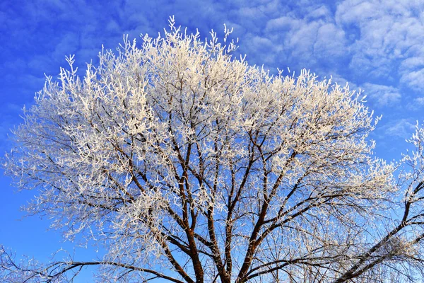 Beautiful winter landscape. Snow-covered trees with hoarfrost ag — Stock Photo, Image