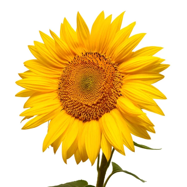 Ηλιοτρόπιο κεφάλι απομονώνονται σε λευκό φόντο. Σύμβολο ήλιου. Άνθη — Φωτογραφία Αρχείου