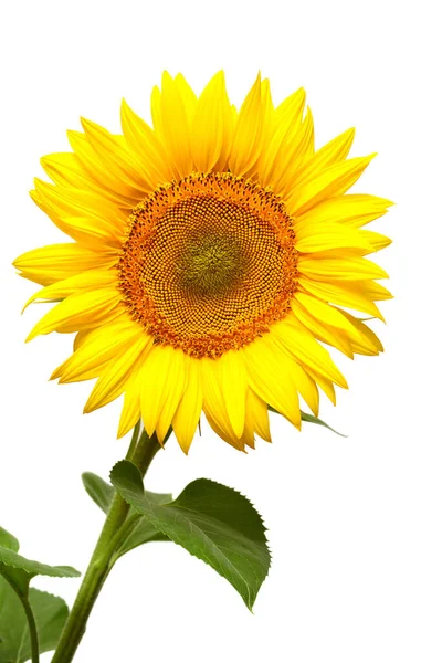Квітка соняшнику ізольована на білому тлі. Насіння та олія . — стокове фото