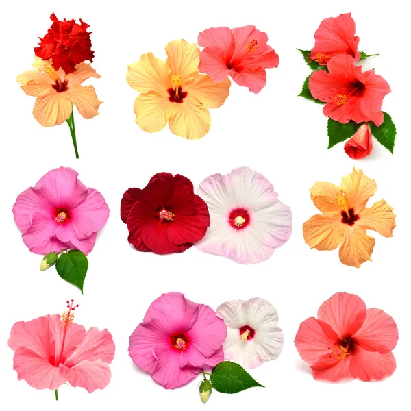 Συλλογή από χρωματισμένα hibiscus τα λουλούδια με αφήνει απομονωμένη στο w — Φωτογραφία Αρχείου