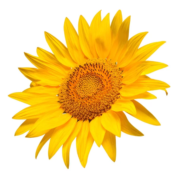 Tête de tournesol isolée sur fond blanc. Symbole solaire. Fleurs — Photo