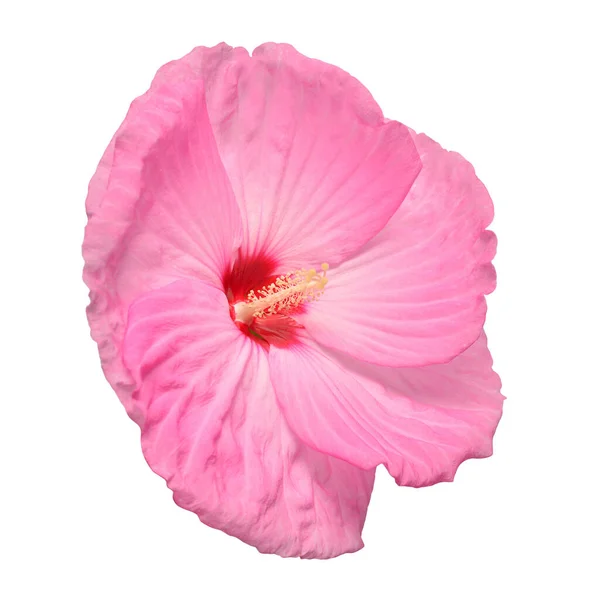 Pink hibiscus flower isolated on white background. Flat lay, top — Stock Photo, Image