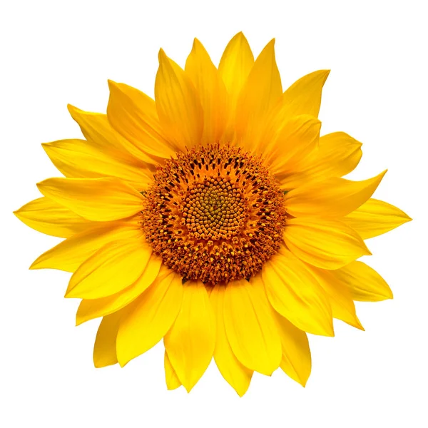 Квітка соняшникової голови ізольована на білому тлі. Насіння і — стокове фото