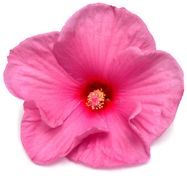 Pink hibiscus flower isolated on white background. Flat lay, top — 스톡 사진