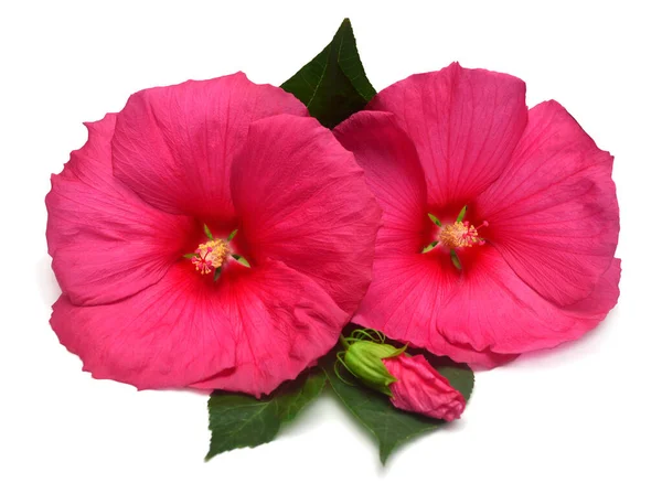 Dos flor de hibisco cabeza rosa con brote y hojas aisladas en wh —  Fotos de Stock