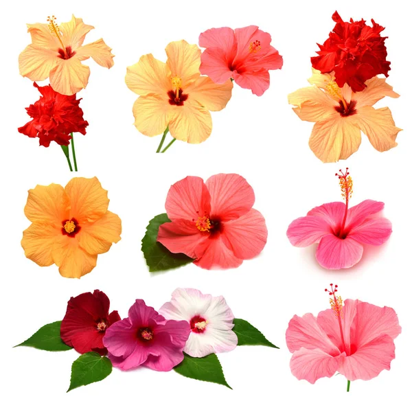 Collection of colored hibiscus flowers with leaves isolated on w — Stock Photo, Image