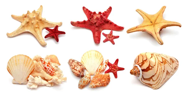 Collection of sea stars, shells and coral isolated on white back Stock Picture