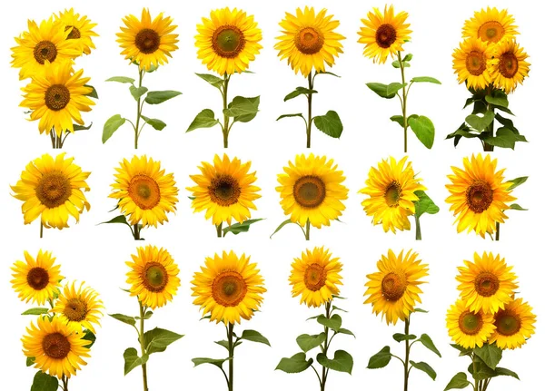 Collection de tournesols isolés sur fond blanc. Symbole solaire . Photos De Stock Libres De Droits