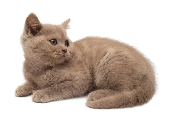 Beautiful gray little kitten. British cat, isolated on white bac Stock Photo