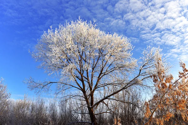 Krásná zimní krajina. Sněhem pokryté stromy s chraplavým váčkem Stock Obrázky