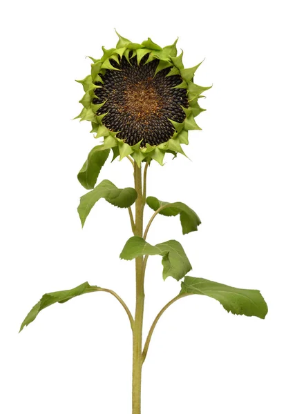 Sunflower seeds ripe isolated on white background. Flower withou Stock Picture