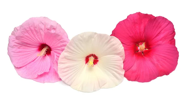 Drie hibiscus rode, witte en roze kleuren geïsoleerd op witte rug Stockfoto