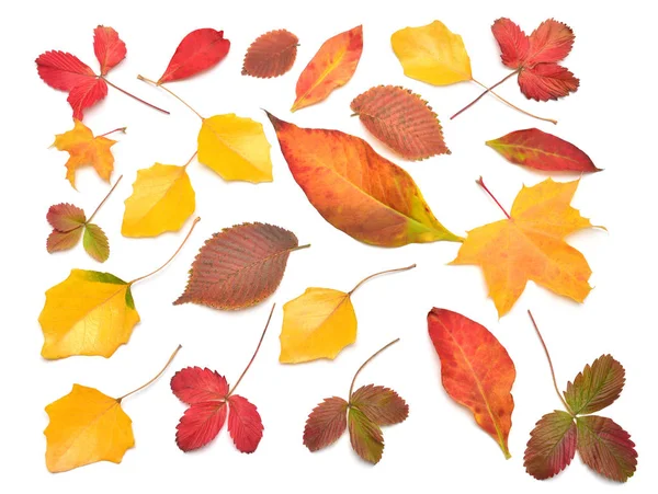 Heap beautiful multicolored autumn maple, birch, strawberry and Royalty Free Stock Images