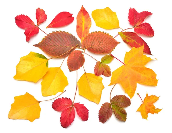 Heap beautiful multicolored autumn maple, birch, strawberry and 스톡 사진