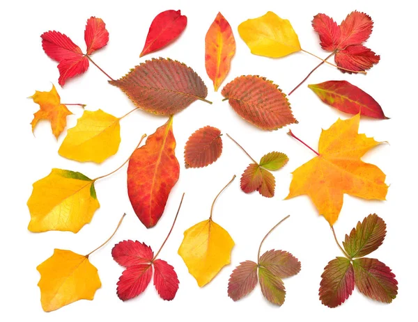 Heap beautiful multicolored autumn maple, birch, strawberry and Stock Picture