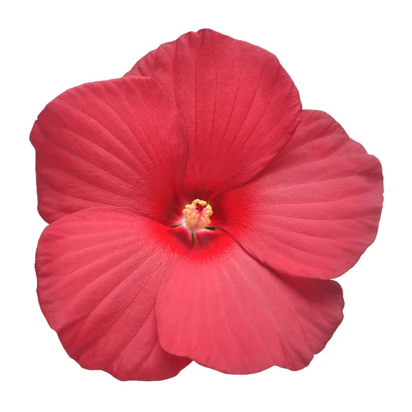 Roter Kopf Hibiskusblüte isoliert auf weißem Hintergrund. flache Lage, lizenzfreie Stockfotos