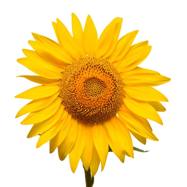 Sunflower head isolated on white background. Sun symbol. Flowers Stock Picture