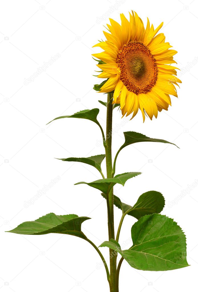 Sunflower isolated on white background. Sun symbol. Flowers yell