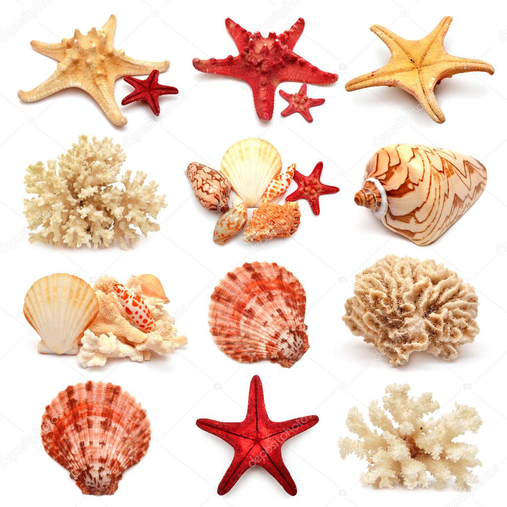 Collection of sea stars, shells and coral isolated on white back