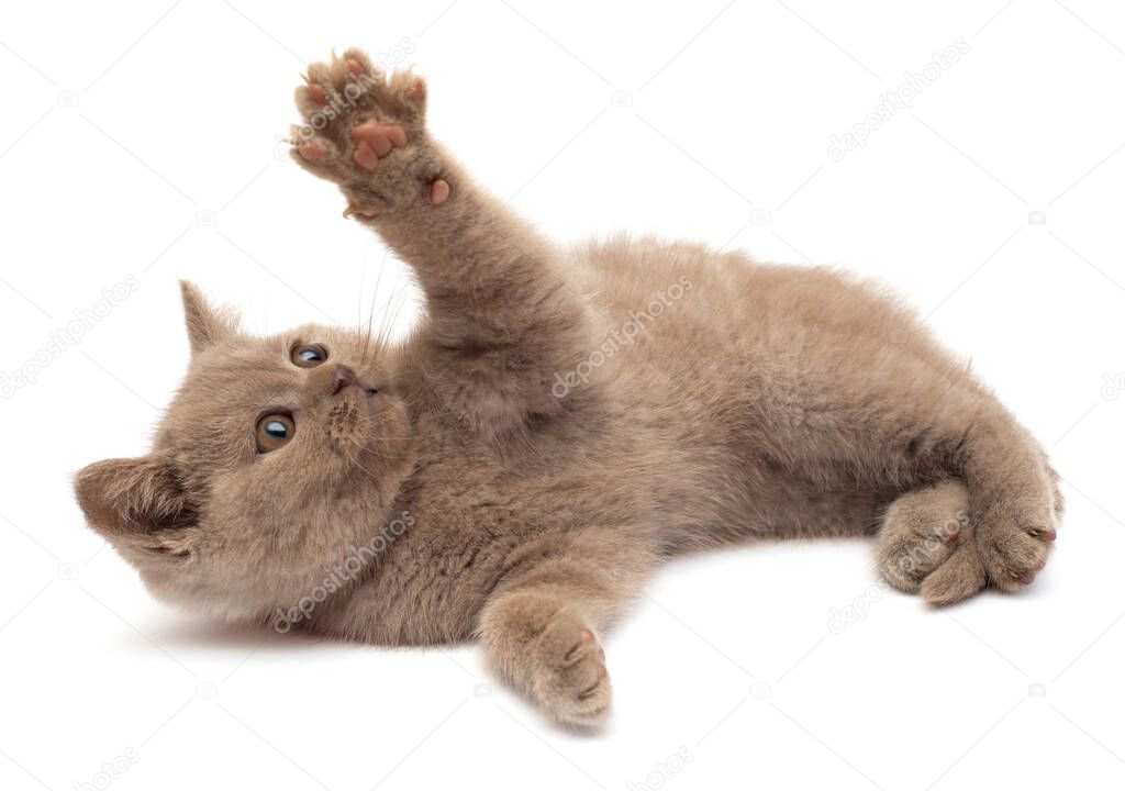 Beautiful gray little kitten playing paws. British cat, isolated